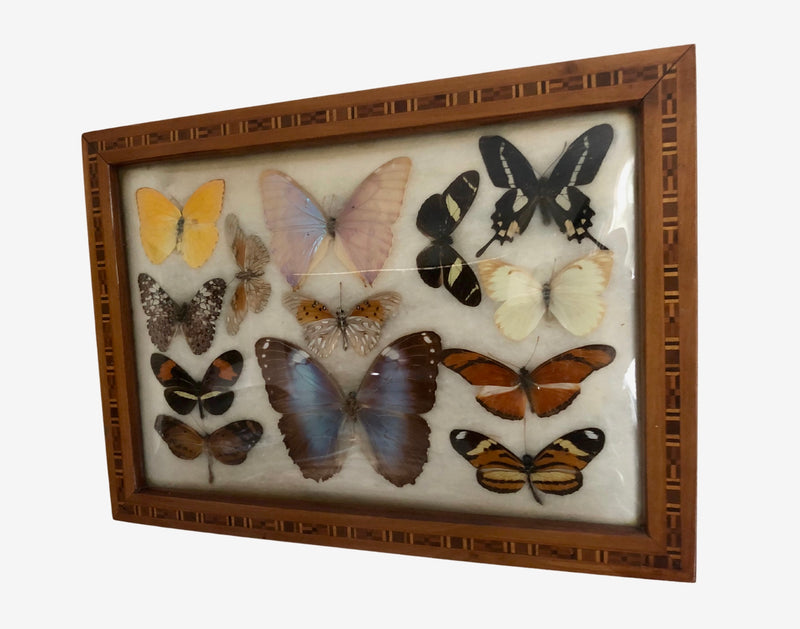 Carlos Zipper , Vintage Brazilian butterfly picture, Mid century , taxidermy
