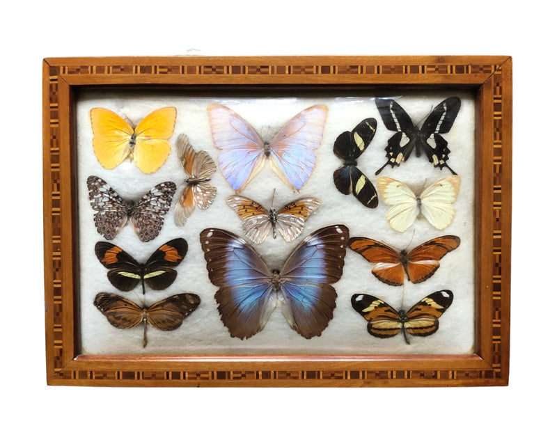 Carlos Zipper , Vintage Brazilian butterfly picture, Mid century , taxidermy